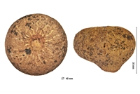 Siphonia pyriformis